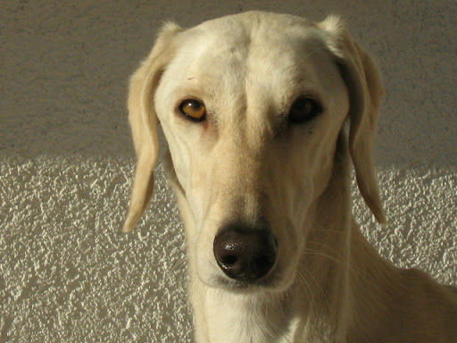 IMG_3675.JPG