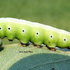 Snowberry Clearwing Moth Caterpillar