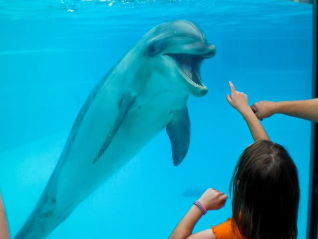 [Marineland Dolphins[3].jpg]