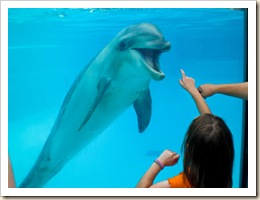 Marineland Dolphins