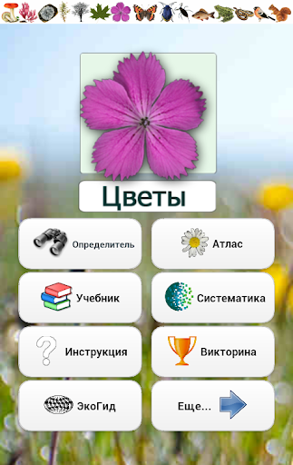 EcoGuide: Russian Wild Flowers