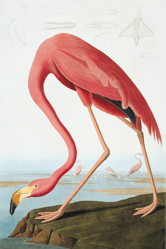 john james audubon, american flamingo