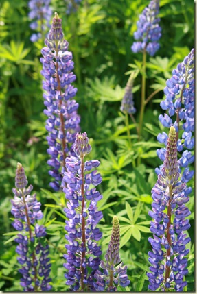 lupines3