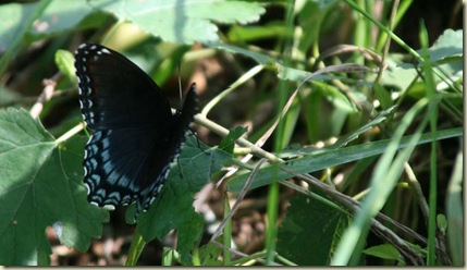 ButterflyBlue leaf
