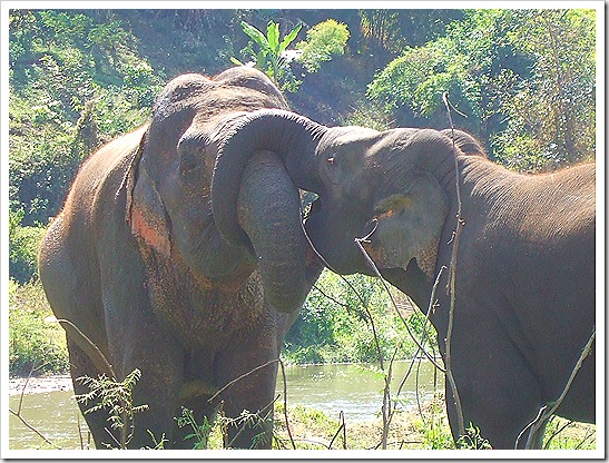 Mae Taeng Elephant Nature Park