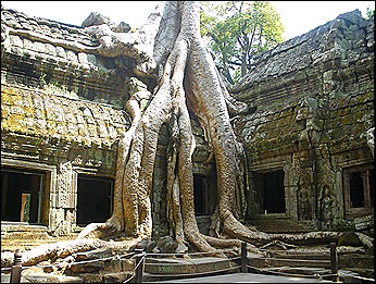 árbol abrazando la estructura de piedra del templo de Ta Phrom