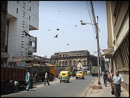 Los pajaritos de la ciudad de Calcuta