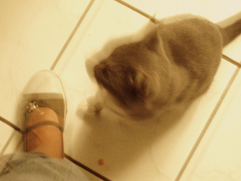 Forum Image: http://lh5.ggpht.com/_SdF0uuk3iUc/SQ5OrWchKTI/AAAAAAAABQc/O0TZWvB2phI/s800/P1220130.JPG