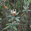 Labrador Tea