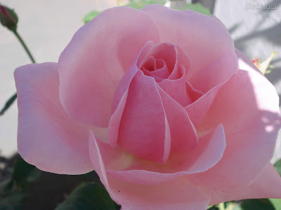 http://lh5.ggpht.com/_SuETKnMjzkM/SYY_nuhQaYI/AAAAAAAABNM/5cOy9wgiSJM/s400/541642-22715-1280.jpg