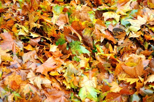 [Fall pile of leaves[4].jpg]