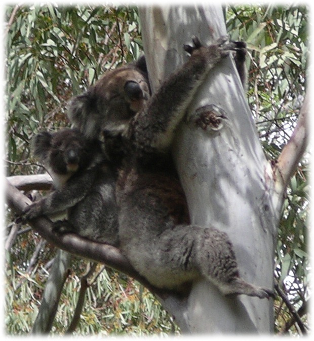 [koalas-in-tree-close-up3.jpg]