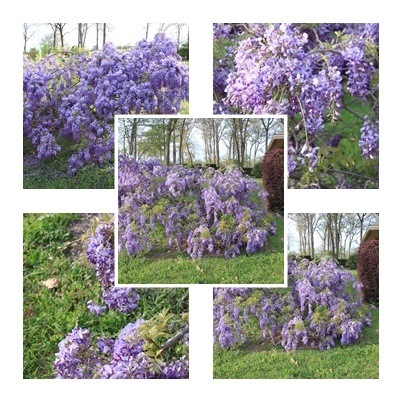 [purpleflowersbest3.jpg]