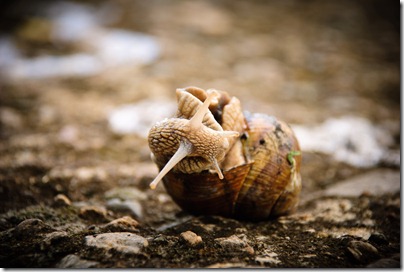 crawl-snail-3