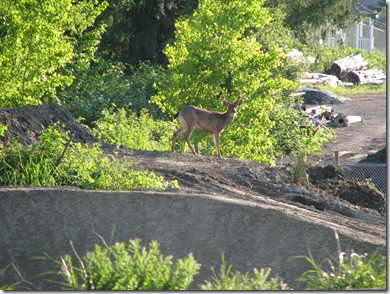 deer in park 221