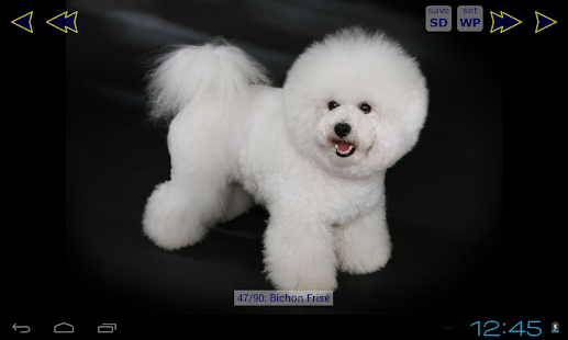 Lastest Dog Wallpaper Gallery APK for Android