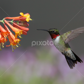 Ruby-throated Hummingbird  by Terry Sohl - Animals Birds