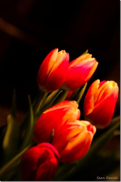 Tulips at Night
