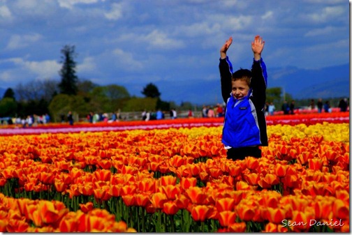 Boy in the Tulips