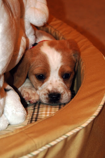 She is a "Warfield Red" Beagle.