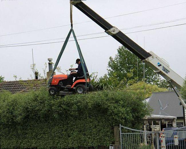 hedge.jpg