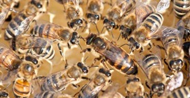 Rainha (centro) cercada por abelhas operárias // Shutterstock