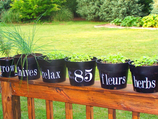 [Flower Pots with Chives 011.jpg]