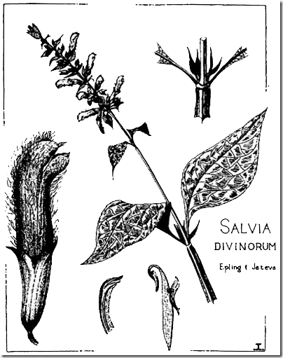 salvia_divinorum