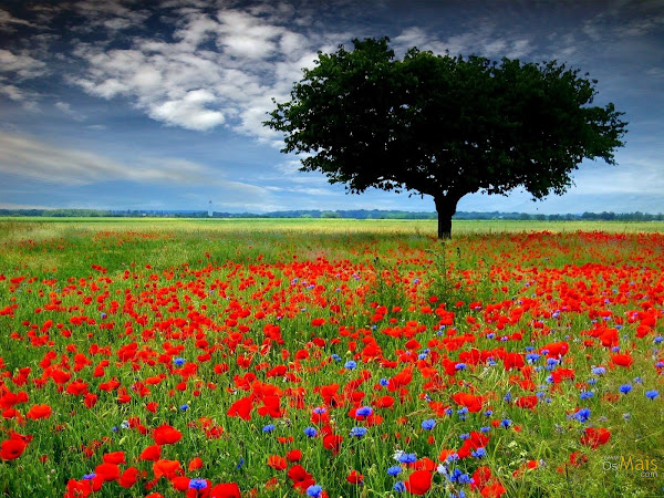 %C3%A1rvore%20com%20flores%20ruthhelena.