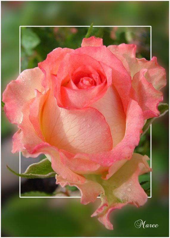 uma%20rosa%20em%20destaque.jpg