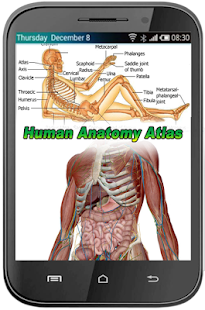 Human Anatomy Atlas