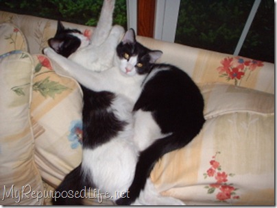 kittos kittos