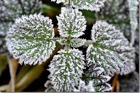 frost covered plant