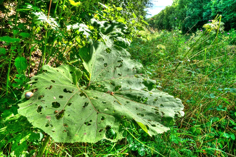 [large leaf attacked by snails copy[6].jpg]