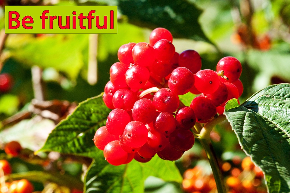 [be fruitful ripe red berries on shrub[16].jpg]