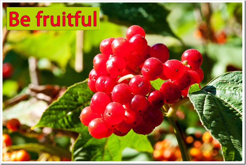 be fruitful ripe red berries on shrub