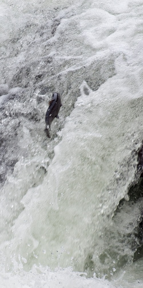 [salmon leaping up the froth pot - river duddon[12].jpg]