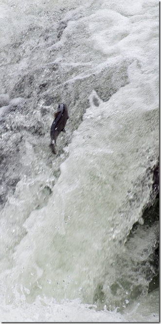 salmon leaping up the froth pot - river duddon
