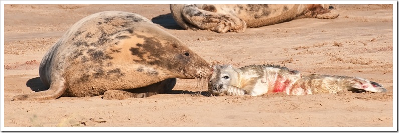 mother and newborn seal pup at donna nook