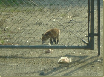 baby fox on Mayall road2