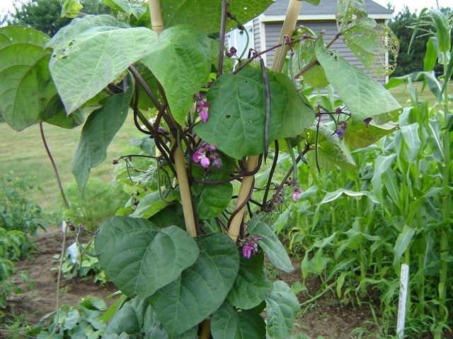 [purplebeans[2].jpg]