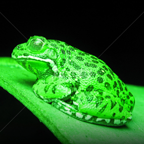 Go Green by Dianne Stephens-Miller - Animals Amphibians
