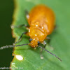Golden flea beetle