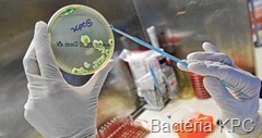 Bacteria-KPC