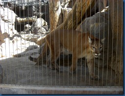 Albq Zoo (18)