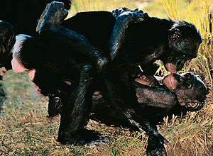 sexo entre bonobos