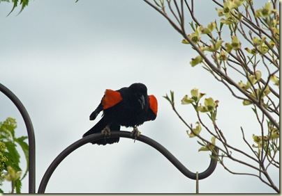 Blackbird is singing2