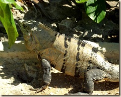 iguana1