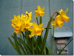 daffodila