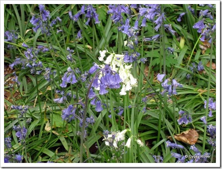 This one had to be different! Blue and white Bluebell's.